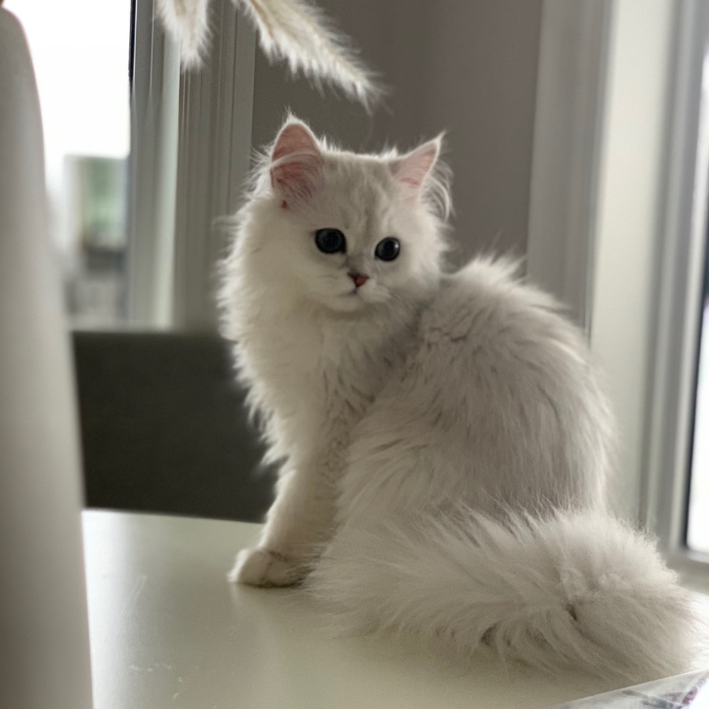 Meet your Posher, Hannah